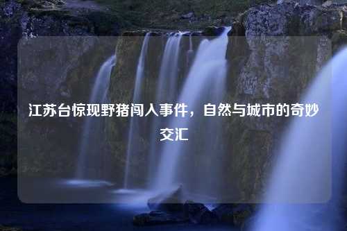 江苏台惊现野猪闯入事件，自然与城市的奇妙交汇